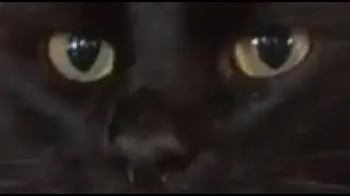 Умный кот Чернуха молодец хороший парень 😻💪