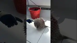 NEVER Put Your FINGER in a PufferFish! 