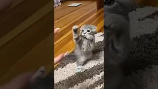 Kung fu Cats 🗿 