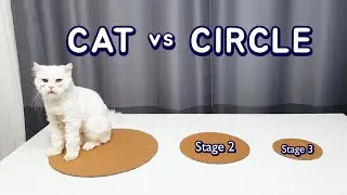 Cats vs Circle (Challenge)