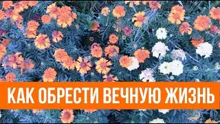 №58 Вечная жизнь / Озеленение Вселенной / Как я стал счастливым