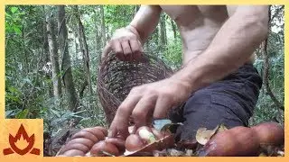 Primitive Technology: Making poisonous Black bean safe to eat (Moreton Bay Chestnut)