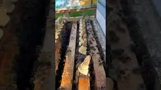 Маточники запечатали