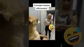 Обезьяна