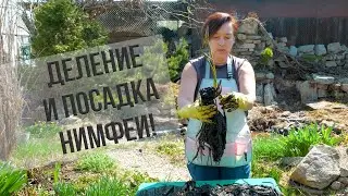 Посадка нимфей. Делим и сажаем кувшинку