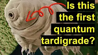 Quantum entanglement between a tardigrade and a superconducting qubit: Schrodinger's cat or hype?