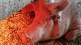 15 поросят 😀🐖🐖🐖