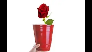 How to Root Roses in a Solo Cup - A DIY Guide