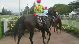 Second last race system #horseracingsystem