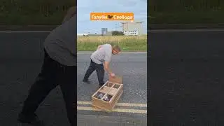Англичанин переселяет портовых голубей. Но скорее всего они полетят обратно:-)