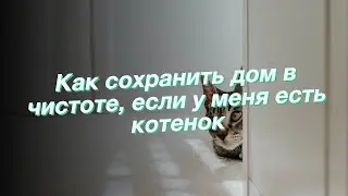 Как сохранить дом в чистоте, если у меня есть котенок