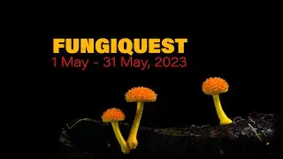 It's on FUNGIQUEST 2023 - 1 - 31 May