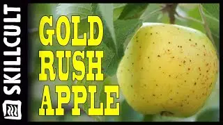 A Long Keeping Apple with Highest Recommendations From Fruit Enthusiasts, Gold Rush