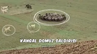 Kangallar Domuzlara Saldırdı | Kangal Dogs Attack Pigs  #viral #dog #kangalköpeği #wildlife #viral