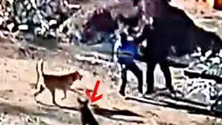 Brave German Shepherd Rescues Man From Fierce Kangal Attack!