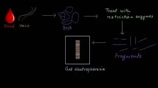 DNA fingerprinting | Molecular basis of inheritance | Biology | Khan Academy