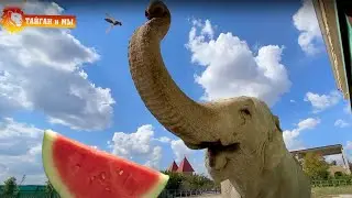 Как мы со СЛОНОМ ЕЛИ АРБУЗ! Тайган. Elephants life in Taigan.