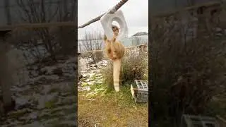 И можно свернуть обрыв обогнуть но мы выбираем трудный путь ☀⛰️🐈🐈‍⬛🐈 