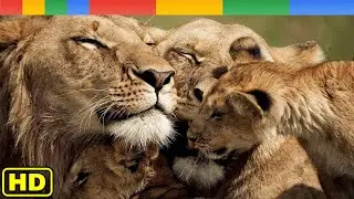 Lion Documentary  - Rise of Luangwa Lion Pride - Nat Geo Wild Documentary HD