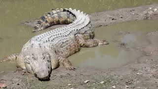 Crocodile Attack boy in water | Crocodile attack human | Crocodile attack stories