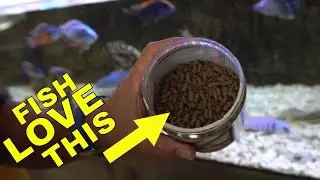 African Cichlids Devour my Special Food Mix - How I Feed Episode #3