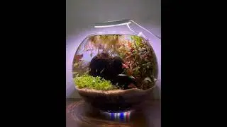 How To Make a Fish Bowl #ecosystem #aquarium #fishtank