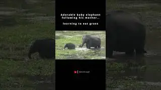 Adorable baby elephant following his mother goes viral
