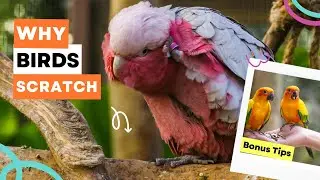 7 Reasons Birds Scratch Themselves