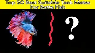 Top 20 Best Suitable Tank Mates For Betta Fish!! | Great Tank Mates For Betta Fish | Watch This!!!