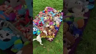 Удивительный жест🐶❤️