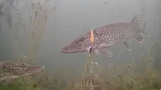 Amazing Underwater Footage! Ice Fishing NORTHERN PIKE with 5 of Diamonds!