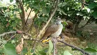 Little Nightingale was released after his condition deteriorated