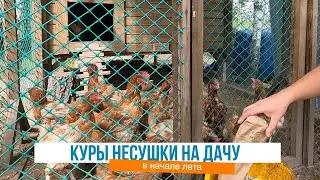 Куры несушки на даче в начале лета