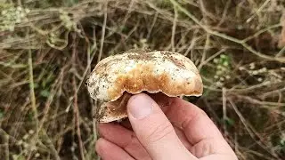 Очень редкий гриб , впервые за 40 лет / A very rare mushroom