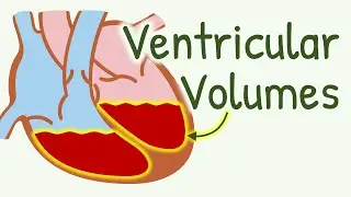 Ventricular Volume During Cardiac Cycle || End Diastolic Volume, End Systolic Volume, Stroke Volume