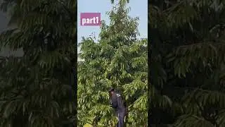 CARA PRUNING DURIAN BIAR CEPAT BUAH