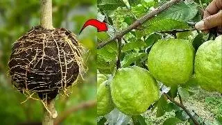 🌿How to grow Guava tree! great ideas of propagation Guava tree by air layering using green Coconut!🌴