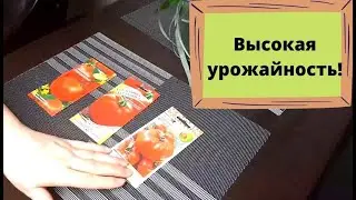 Эти 3 сорта томатов будут шикарно плодоносить даже в открытом грунте!