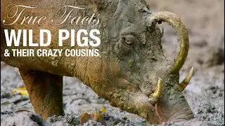 True Facts: Wild Pigs