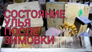 Состояние улья после года эксплуатации.