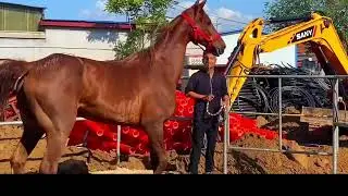 For all horse lovers - Live Stream November 15, 2024