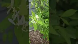 Lilac (Honeysuckle) Propagation Year 4(?)