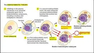 3. Mitochondria - Biochemical Principles of Energy Metabolism