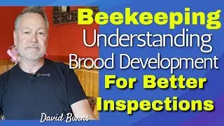 Beekeeping | Understanding The Life Cycle of Honey Bees For Better Inspections