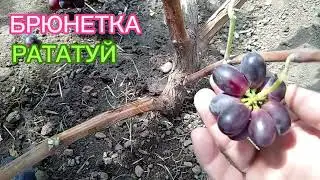 БРЮНЕТКА. РАТАТУЙ. 🍇Вкуснейшее виноградное Лакомство! 🍇тел./ватсап.+79994243159