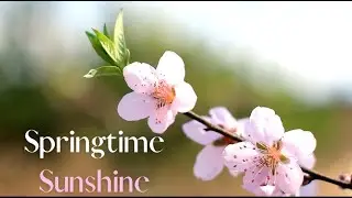 Springtime Sunshine (Performance Track)