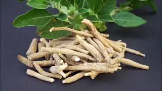 Ashwagandha for Better Sleep, Stress Reduction and Stamina, More Vigor and Vitality