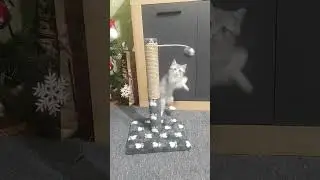 Подарок на Новый год Игрушки для котенка, когтеточка, веселые коты #котята #catlife #catlove
