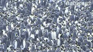 Emperor penguin huddle dispersing, some birds preening, Atka Bay, Antarctica