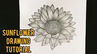 How To Draw A Sunflower || Easy Sunflower Drawing For Beginners